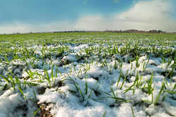 У Харківській області через аномально теплу зиму урожай 2020 року під загрозою 