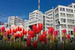 В Харькове к Новому году высадят тюльпаны за 280 тысяч гривен