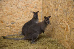 Двох кенгуру у Екопарку на Харківщині знайшли: у якому вони стані та де були