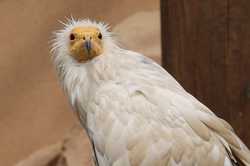 У Харківському зоопарку з'явився авіарій з рідкісними хижими птахами - кого можна побачити