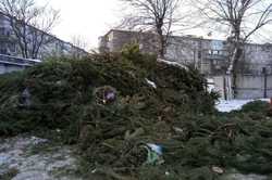 Куда в Харькове девают новогодние елки