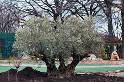 В Харькове от обстрелов погибло 368-летнее дерево
