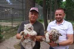 У Харківському Екопарку народилися два білих тигреняти