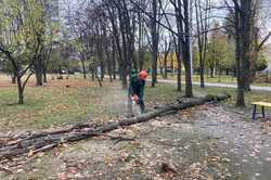 Из Харькова вывезли почти все поврежденные деревья (ФОТО)