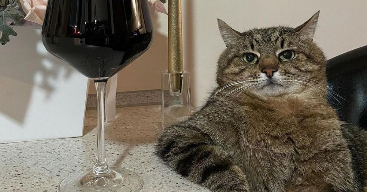 Самый известный харьковский кот опубликовал новые фотографии