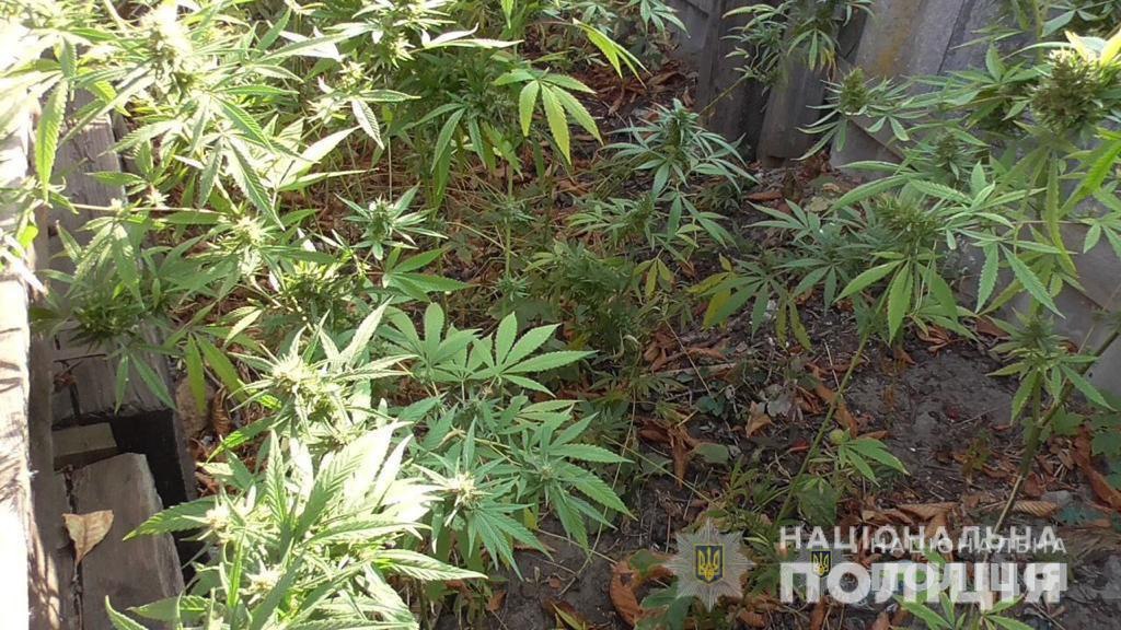 Как полиция ищет коноплю сделать марихуаны гашиш