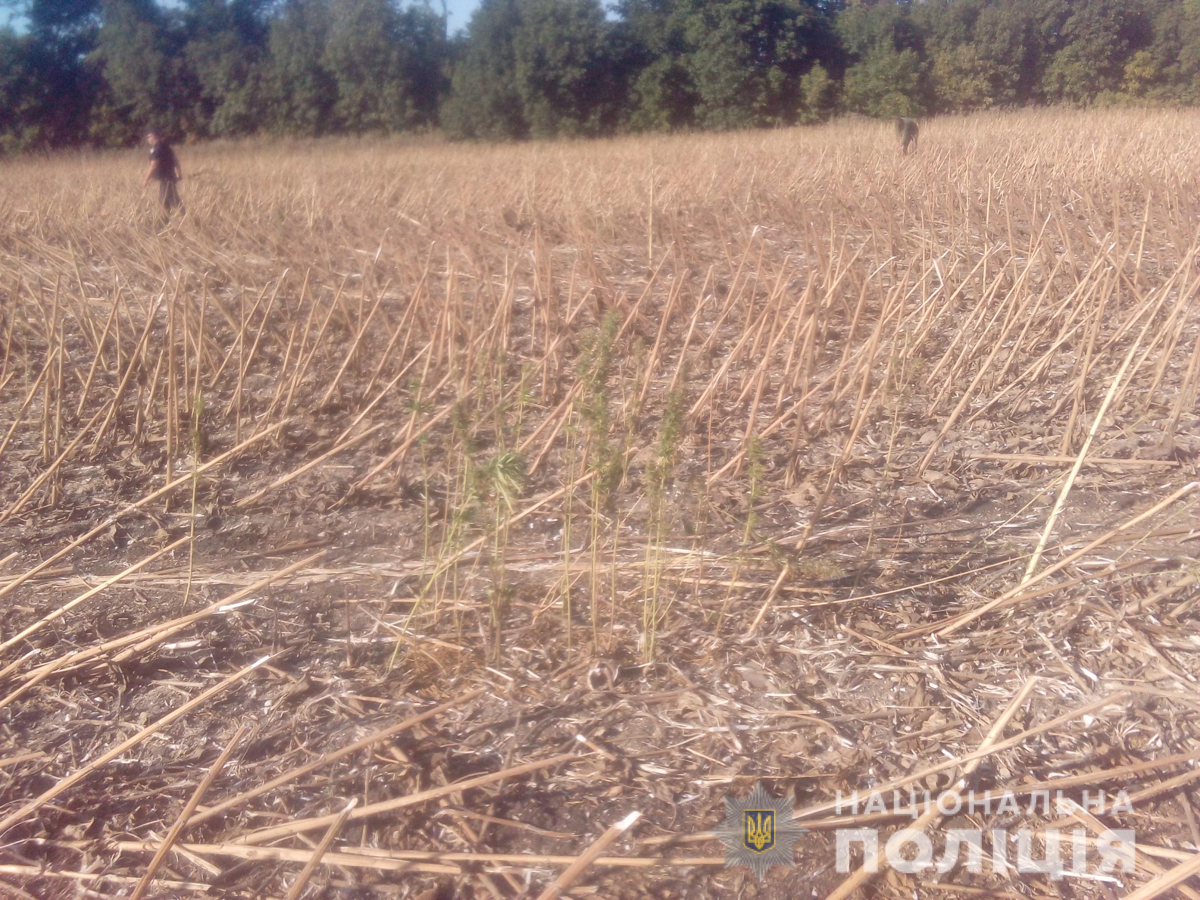 Харьковская область поля конопли купите семена марихуаны